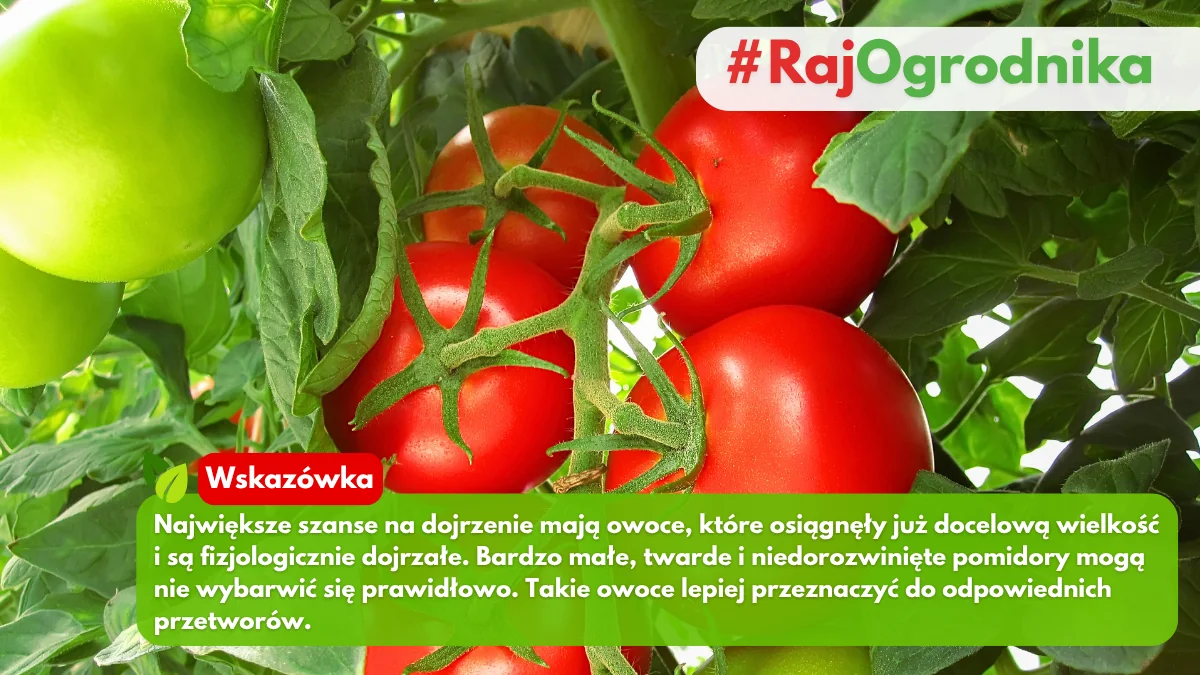 Co zrobić z zielonymi pomidorami po zbiorze blog sklep rajogordnika